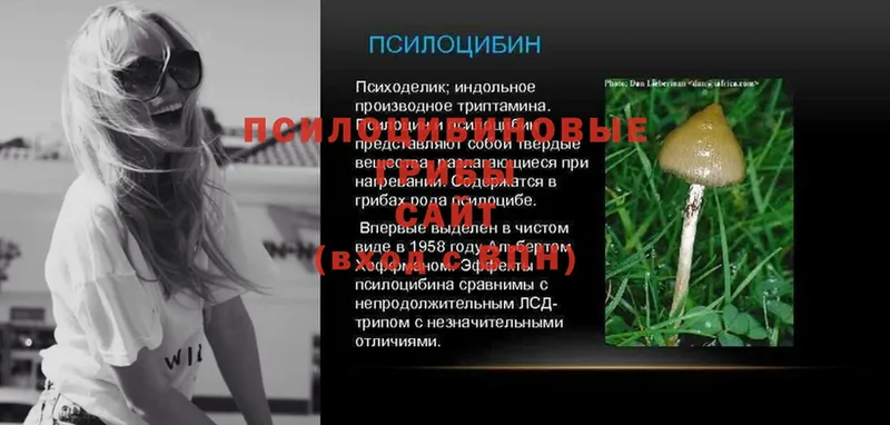 Галлюциногенные грибы Psilocybe  Арамиль 